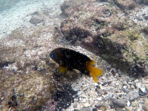 Stegastes arcifrons