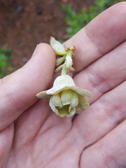 Exobasidium vaccinii