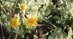 Rayjacksonia phyllocephala