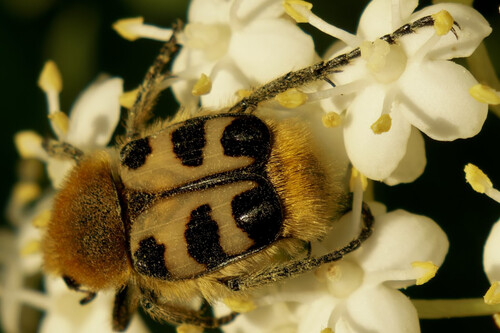French Flower Chafer