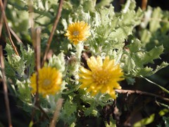 Rayjacksonia phyllocephala