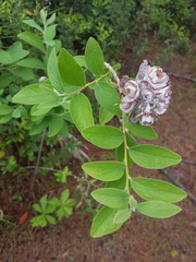 Exobasidium vaccinii