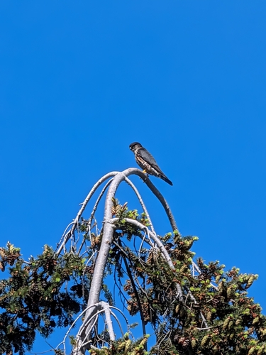 Black Merlin observed by ajanda