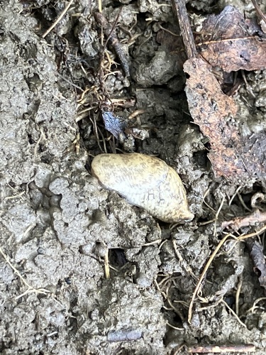 Deroceras reticulatum