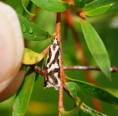 Epithymema incomposita