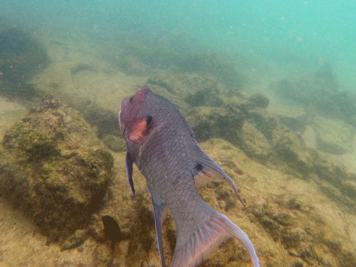 Bodianus diplotaenia