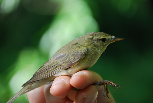 Iberian Chiffchaff (Phylloscopus ibericus), photo 8