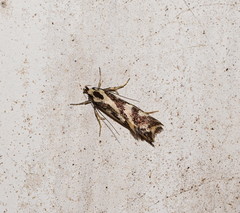 Epithymema incomposita