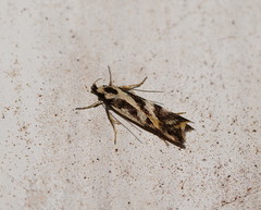 Epithymema incomposita