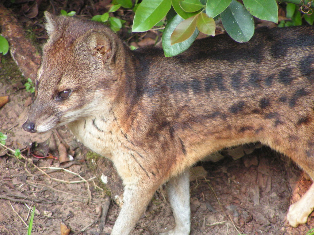 Fanaloka (Fossa fossana) · iNaturalist