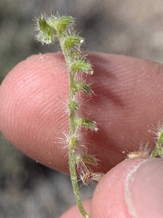 Cryptantha recurvata