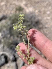 Cryptantha recurvata