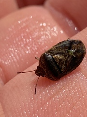 Trichopepla