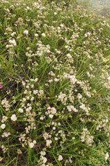 Eriogonum fasciculatum fasciculatum