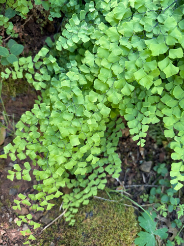 Adiantum shastense, photograph 6