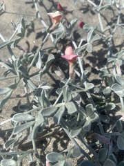 Lotus bryantii