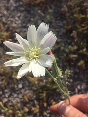 Calycoseris wrightii