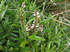 Veronica subalpina