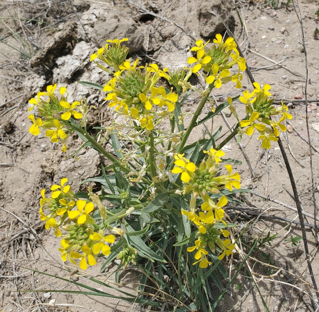 Erysimum asperum; photograph (c) hr_dragonfly, some rights reserved (CC BY)