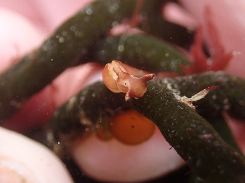 Elysia viridis
