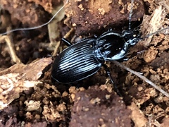 Pterostichus mutus