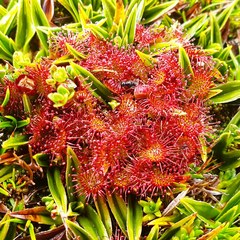 Drosera uniflora