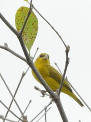 Sicalis columbiana