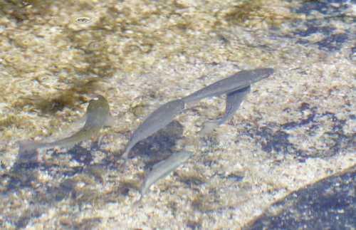 Neomyxus leuciscus