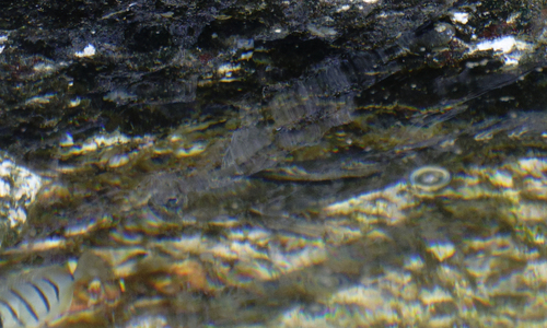 Acanthurus sandvicensis