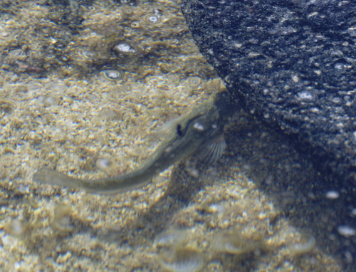 Istiblennius zebra