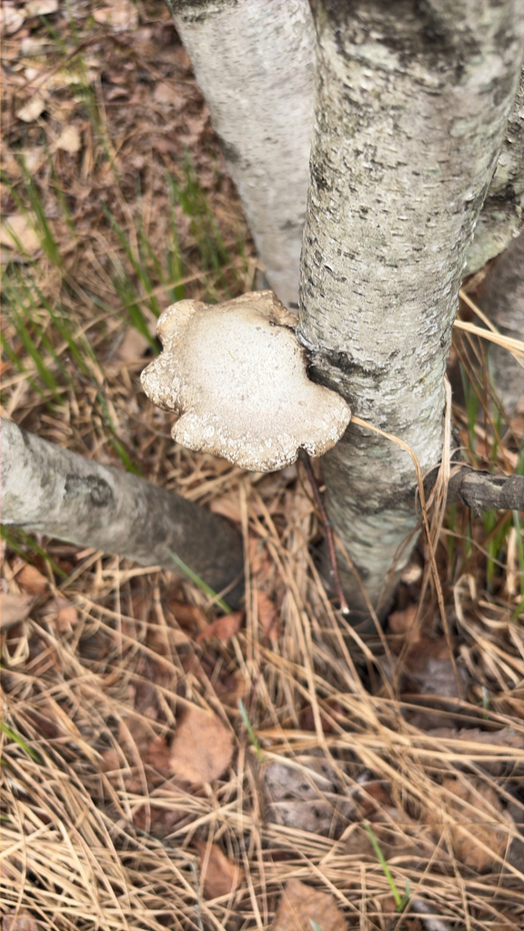 birch polypore · May 2026 · photo: Photo: (c) Marc-Olivier Beausoleil, some rights reserved (CC BY) · iNaturalist