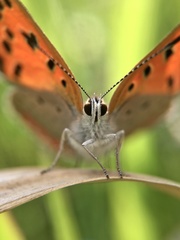 Lycaena phlaeas daimio