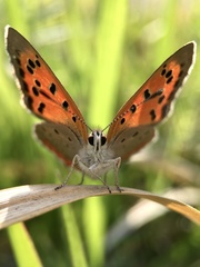 Lycaena phlaeas daimio