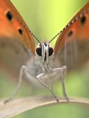 Lycaena phlaeas daimio