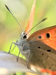Lycaena phlaeas daimio