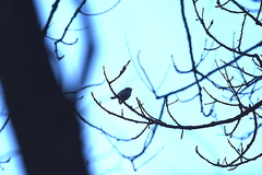 Poecile palustris