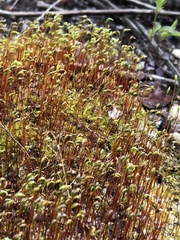 Ceratodon