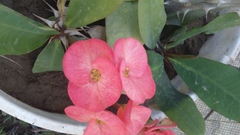 Euphorbia milii