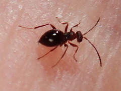 Zopheroteras
