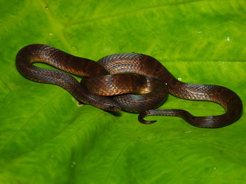 Atractus arangoi