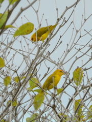 Sicalis columbiana