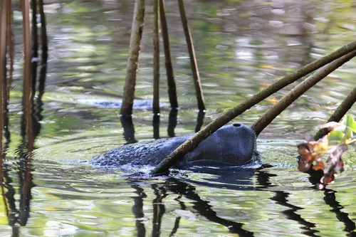 Florida Manatee observed by henicorhina