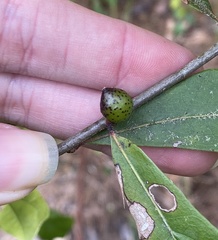 Amphibolips melanocera