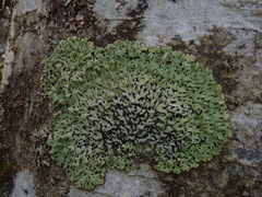 Menegazzia