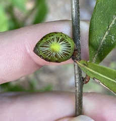 Amphibolips melanocera
