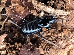 Pterostichus mutus