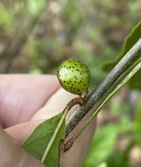 Amphibolips melanocera