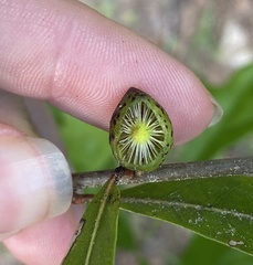 Amphibolips melanocera