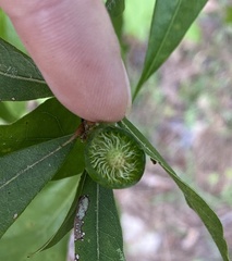 Amphibolips melanocera