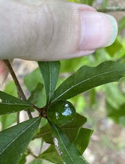 Amphibolips melanocera